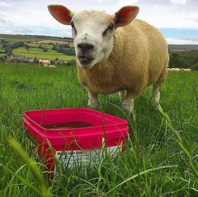 Bloque repelente Megalix Garlic 20 Kg